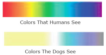 What colors can dogs see?